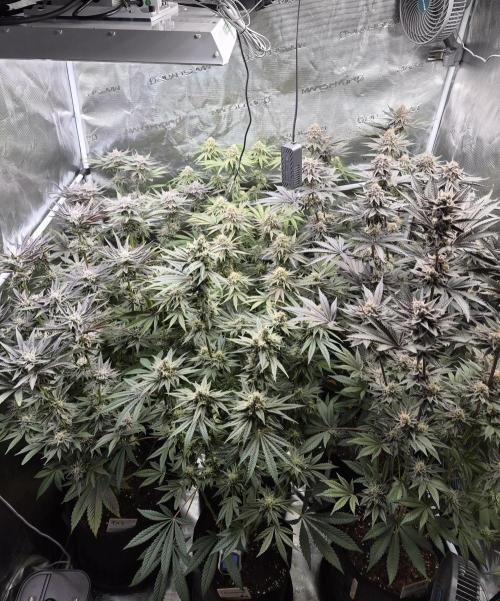 Fx3, Pink Milk & Limonario. Week 12 - Day 47 flower 