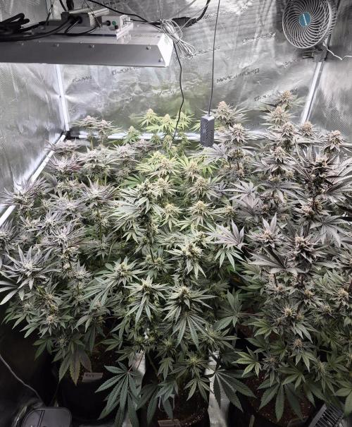 Fx3, Pink Milk & Limonario. Week 12 - Day 48 flower 
