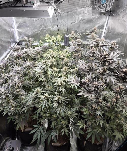 Fx3, Pink Milk & Limonario. Week 12 - Day 49 flower 