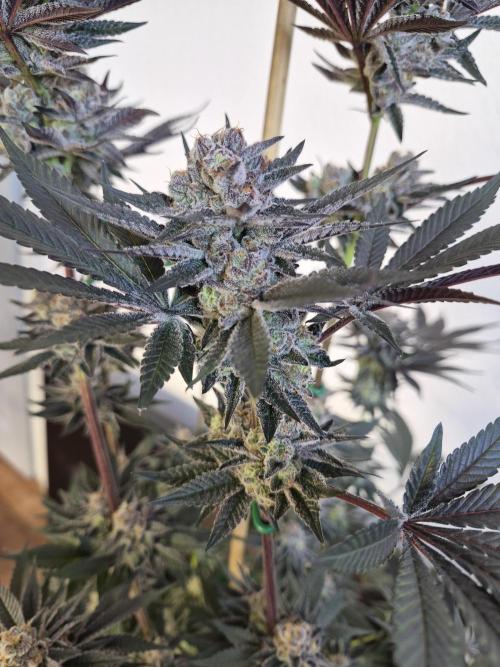 Fx3, Pink Milk & Limonario. Week 12 - Pink Milk #2