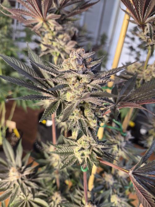 Fx3, Pink Milk & Limonario. Week 12 - Pink Milk #2 