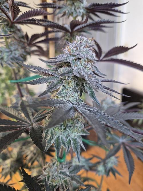 Fx3, Pink Milk & Limonario. Week 12 - Pink Milk #3