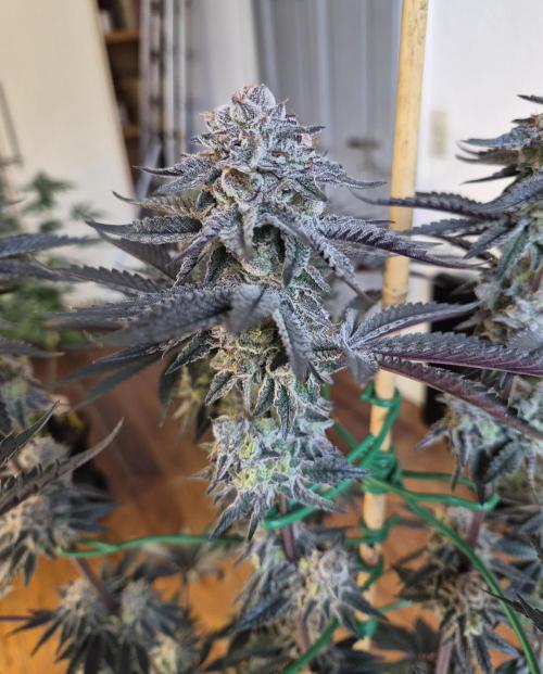 Fx3, Pink Milk & Limonario. Week 12 - Pink Milk #3 