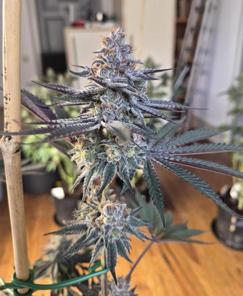 Fx3, Pink Milk & Limonario. Week 12 - Pink Milk #1
