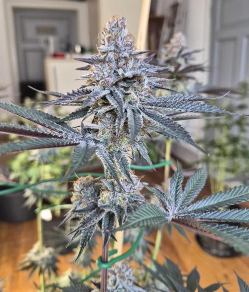Fx3, Pink Milk & Limonario. Week 12 - Pink Milk #1 