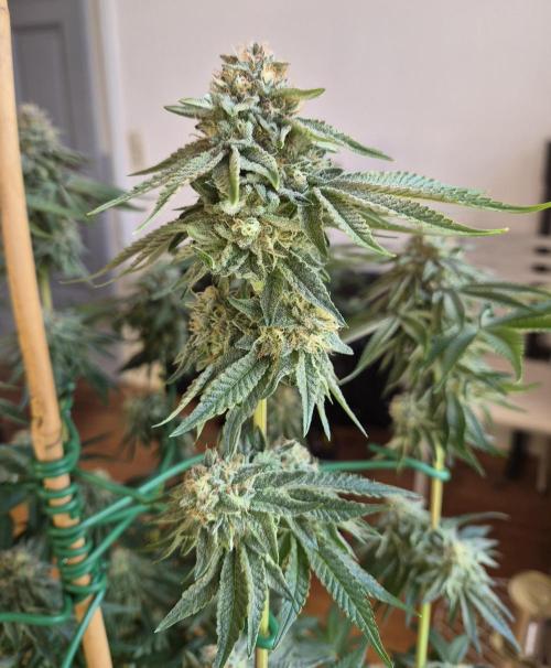 Fx3, Pink Milk & Limonario. Week 12 - Limonario #2