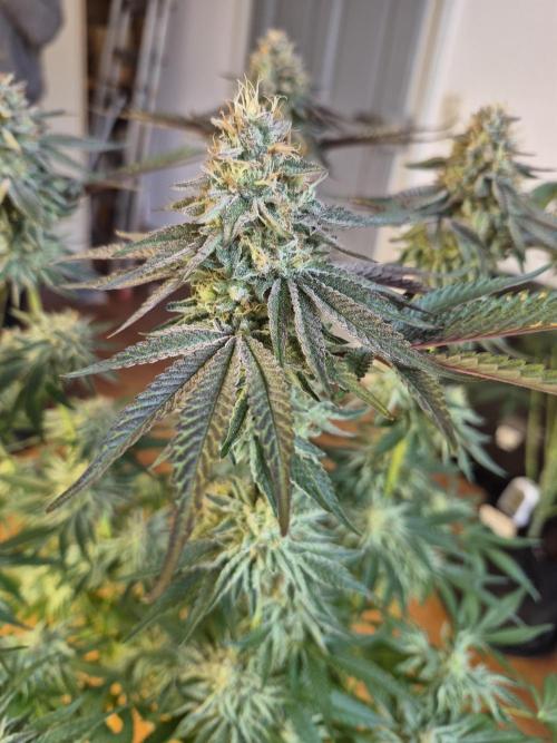 Fx3, Pink Milk & Limonario. Week 12 - Limonario #3