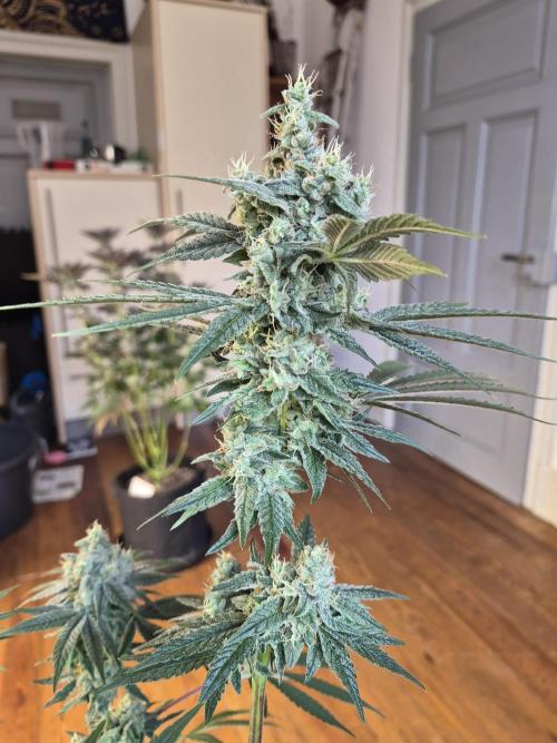 Fx3, Pink Milk & Limonario. Week 12 - Limonario #1 