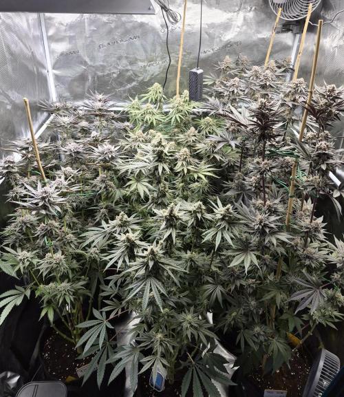 Fx3, Pink Milk & Limonario. Week 13 - Day 50 flower 