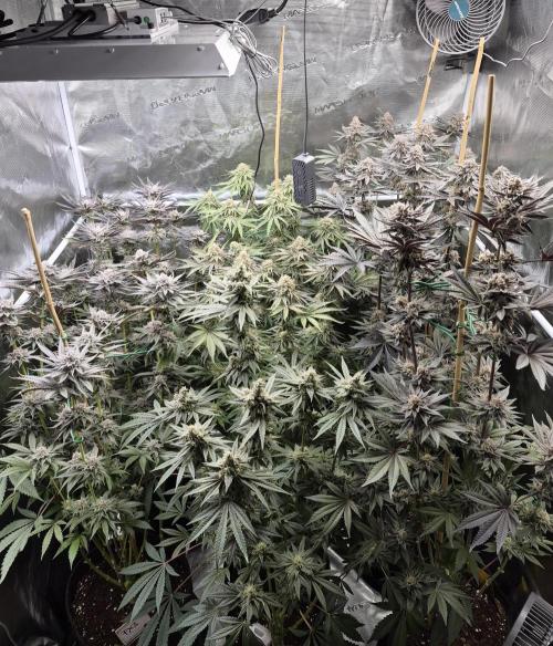 Fx3, Pink Milk & Limonario. Week 13 - Day 51 flower 