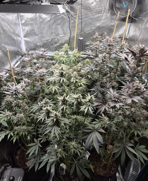 Fx3, Pink Milk & Limonario. Week 13 - Day 52 flower 
