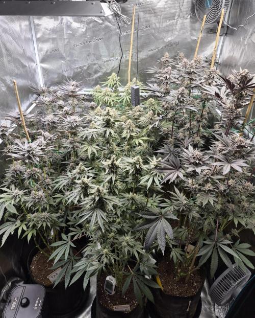 Fx3, Pink Milk & Limonario. Week 13 - Day 53 flower 