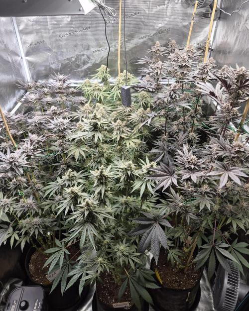 Fx3, Pink Milk & Limonario. Week 13 - Day 54 flower 