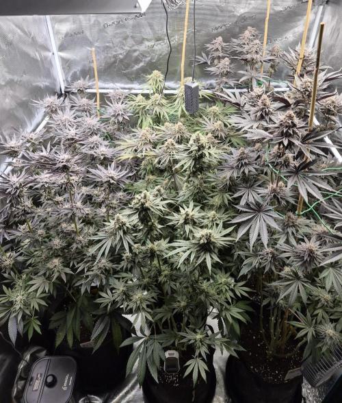 Fx3, Pink Milk & Limonario. Week 13 - Day 55 flower 