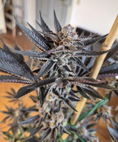 Fx3, Pink Milk & Limonario. Week 13 - Pink Milk Day 55