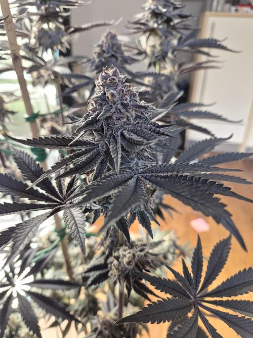 Fx3, Pink Milk & Limonario. Week 13 - Pink Milk Day 55