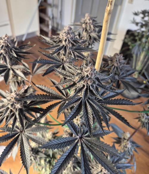 Fx3, Pink Milk & Limonario. Week 13 - Pink Milk Day 55