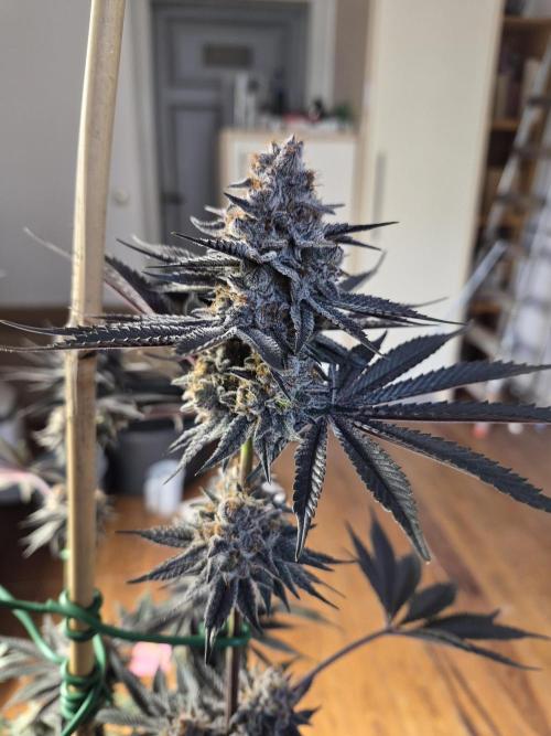 Fx3, Pink Milk & Limonario. Week 13 - Pink Milk Day 55
