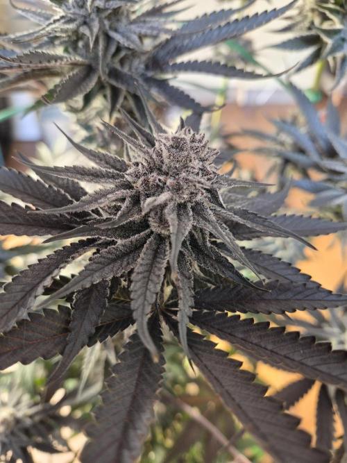 Fx3, Pink Milk & Limonario. Week 13 - Fx3 Day 55