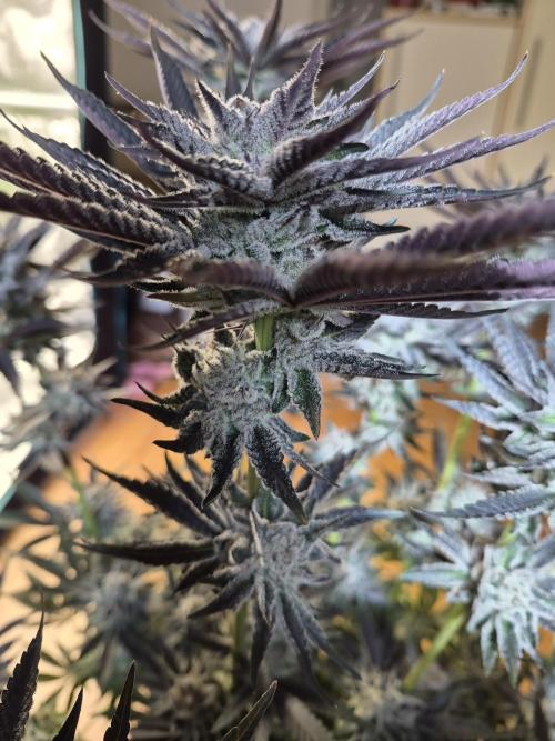Fx3, Pink Milk & Limonario. Week 13 - Fx3 Day 55