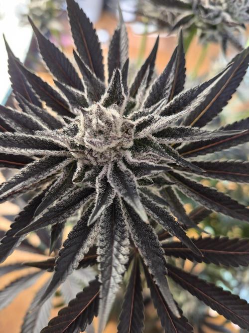 Fx3, Pink Milk & Limonario. Week 13 - Fx3 Day 55