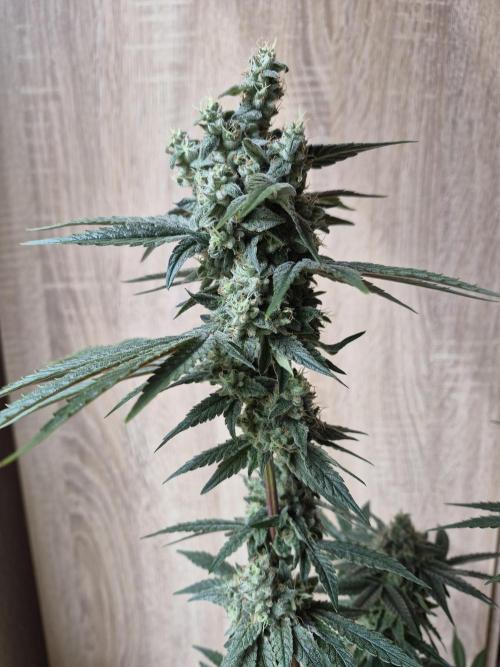 Fx3, Pink Milk & Limonario. Week 13 - Limonario Day 65