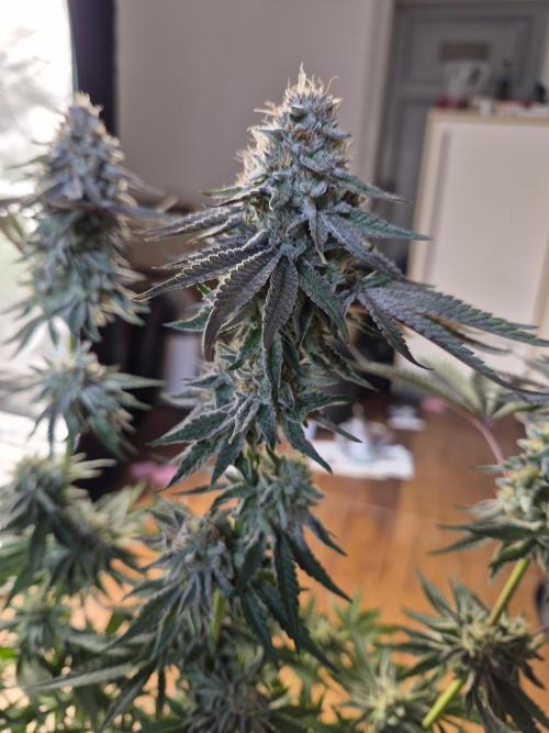 Fx3, Pink Milk & Limonario. Week 13 - Limonario Day 55
