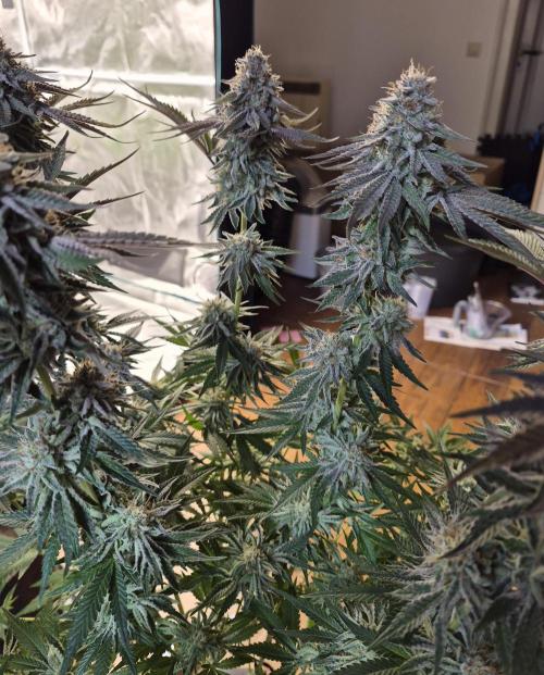 Fx3, Pink Milk & Limonario. Week 13 - Limonario Day 55