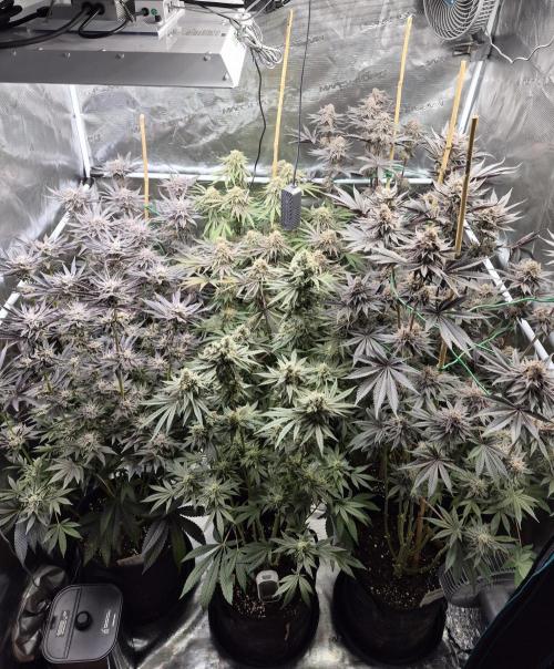 Fx3, Pink Milk & Limonario. Week 14 - Day 57 flower 