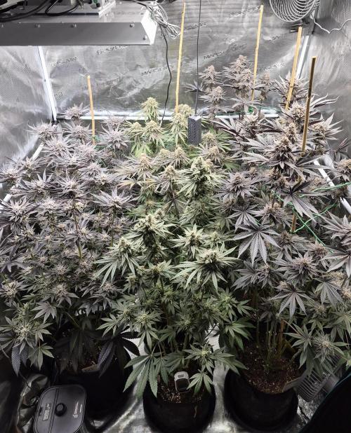 Fx3, Pink Milk & Limonario. Week 14 - Day 58 flower 