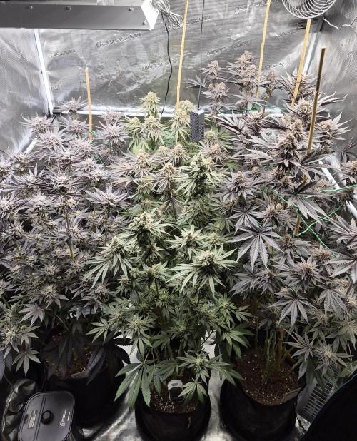 Fx3, Pink Milk & Limonario. Week 14 - Day 59 flower 