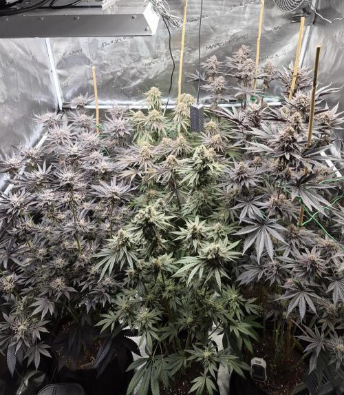 Fx3, Pink Milk & Limonario. Week 14 - Day 60 flower 