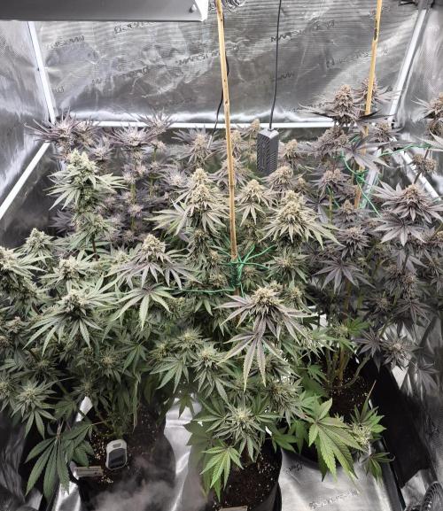 Fx3, Pink Milk & Limonario. Week 14 - Day 62 flower 