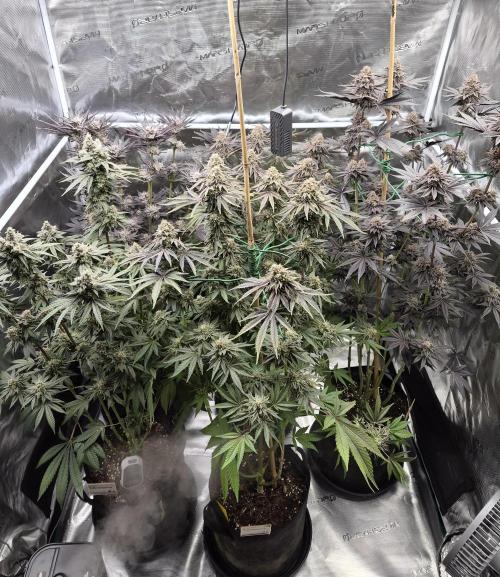 Fx3, Pink Milk & Limonario. Week 14 - Day 63 flower 