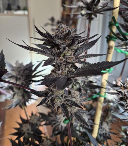 Fx3, Pink Milk & Limonario. Week 14 - Pink Milk #2 Harvest: 61/Flower 