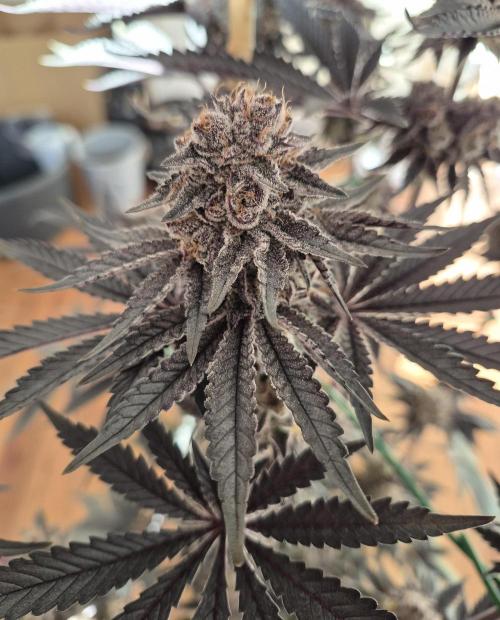 Fx3, Pink Milk & Limonario. Week 14 - Pink Milk #3 Harvest: 61/Flower 