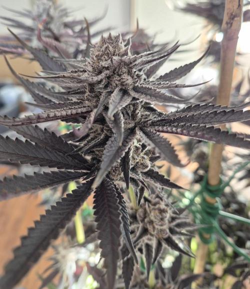 Fx3, Pink Milk & Limonario. Week 14 - Fx3 #2 Harvest: 61/Flower 