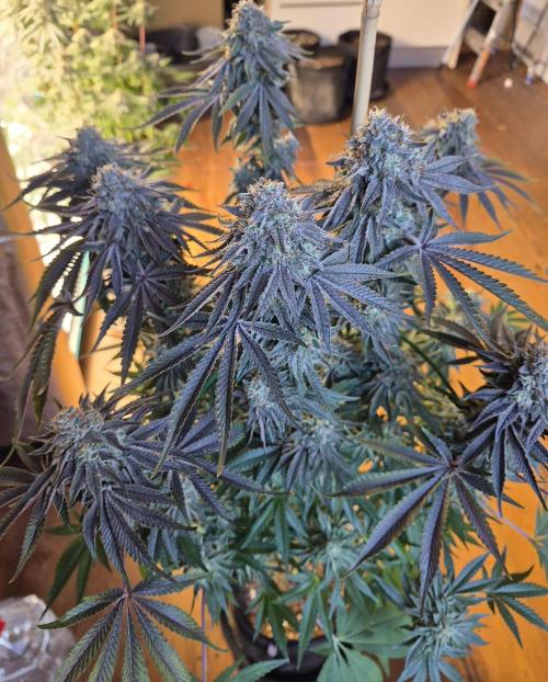 Fx3, Pink Milk & Limonario. Week 14 - Limonario #2 Day 63/Flower 