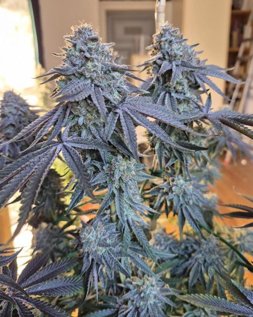 Fx3, Pink Milk & Limonario. Week 14 - Limonario #2 Day 63/Flower 
