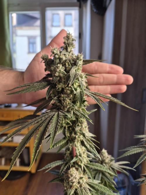 Fx3, Pink Milk & Limonario. Week 14 - Limonario #1 Day 63/Flower 
