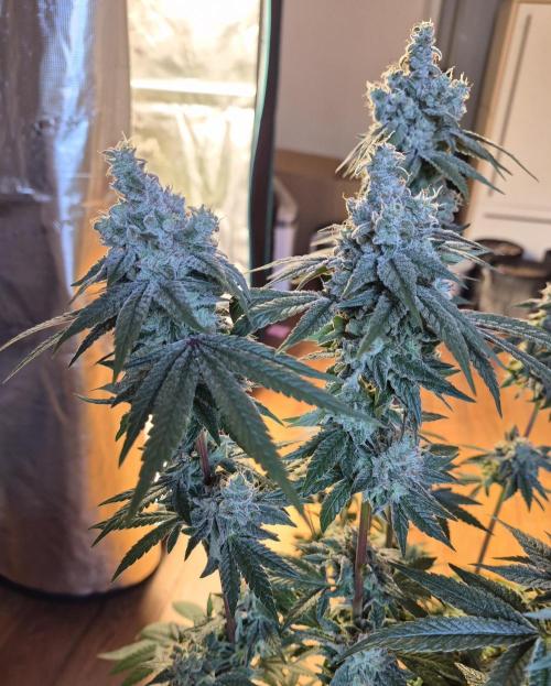 Fx3, Pink Milk & Limonario. Week 14 - Limonario #1 Day 63/Flower 