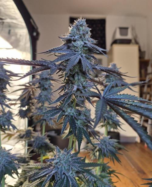 Fx3, Pink Milk & Limonario. Week 14 - Limonario #3 Day 63/Flower 