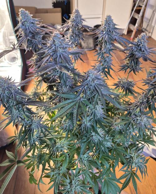 Fx3, Pink Milk & Limonario. Week 14 - Limonario #3 Day 63/Flower 