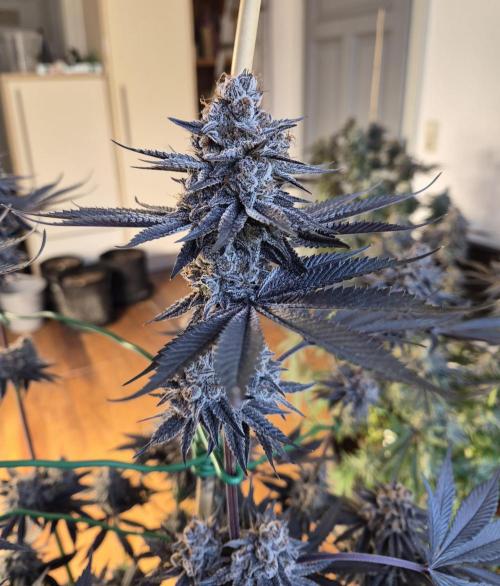 Fx3, Pink Milk & Limonario. Week 14 - Pink Milk #1 Day 63/Flower 