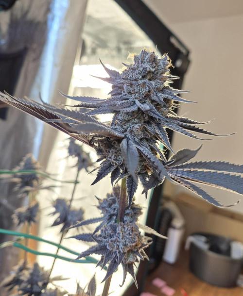 Fx3, Pink Milk & Limonario. Week 14 - Pink Milk #1 Day 63/Flower