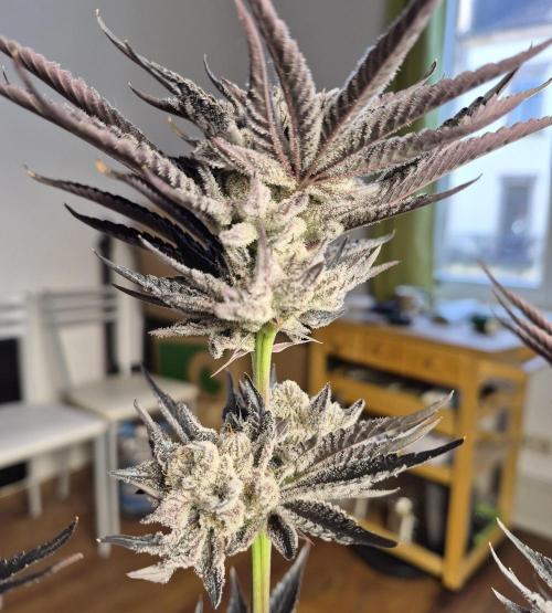 Fx3, Pink Milk & Limonario. Week 14 - Fx3 #3 Day 63/Flower