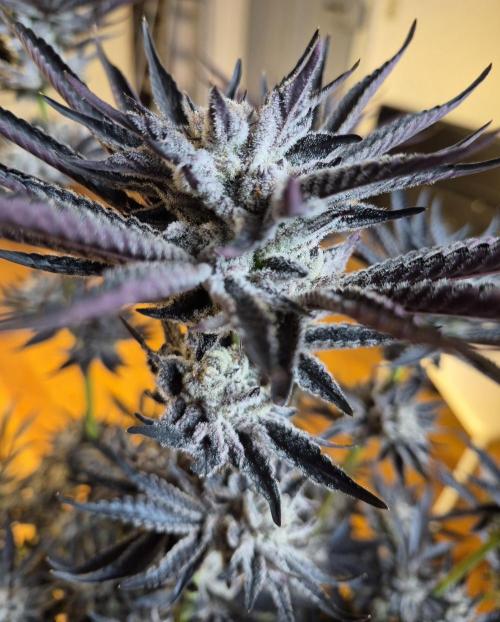 Fx3, Pink Milk & Limonario. Week 14 - Fx3 #3 Day 63/Flower