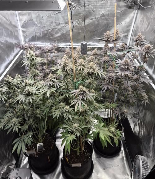 Fx3, Pink Milk & Limonario. Week 14 - Day 61 flower 