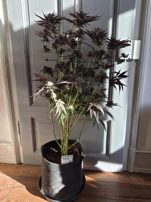 Fx3, Pink Milk & Limonario. Week 15 - Fx3#2 Harvestday 61/flower