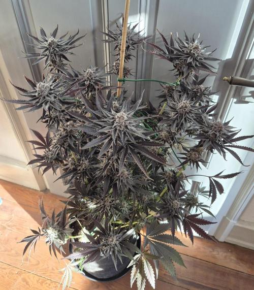 Fx3, Pink Milk & Limonario. Week 15 - Fx3#2 Harvestday 61/flower